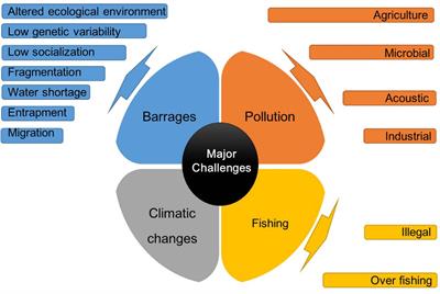 Deteriorating Habitats and Conservation Strategies to Repopulate the Endangered <mark class="highlighted">Indus River</mark> Dolphin (Platanista gangetica minor); a Lesson Learned From the Conservation Practices of the Yangtze Finless Porpoise (Neophocaena asiaeorientalis)